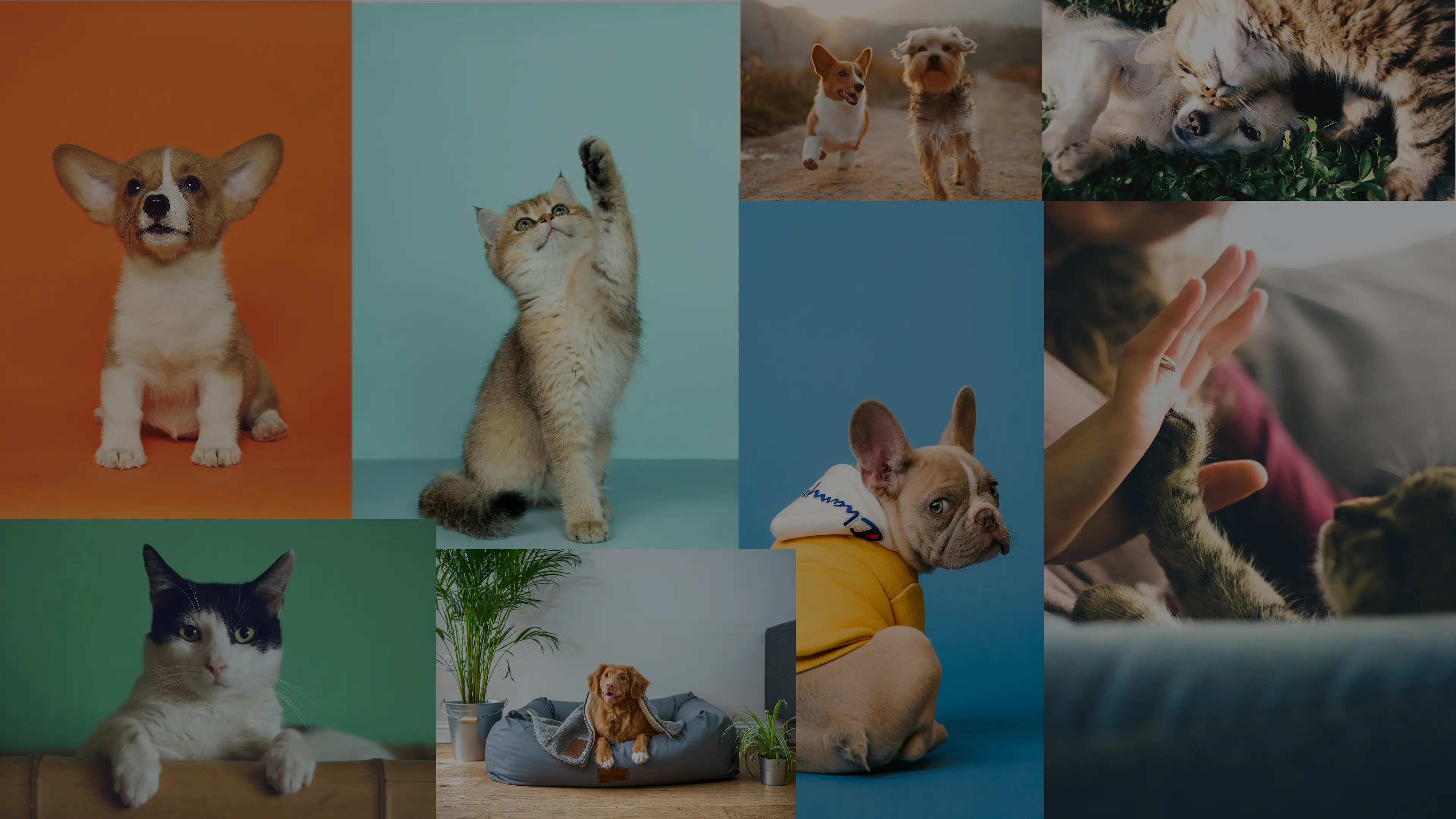 Dummy Video Thumbnail